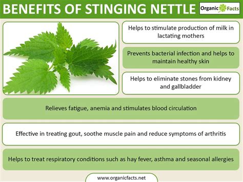 Stinging nettle Information .